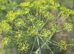 Photograph of dill (Anethum graveolens).